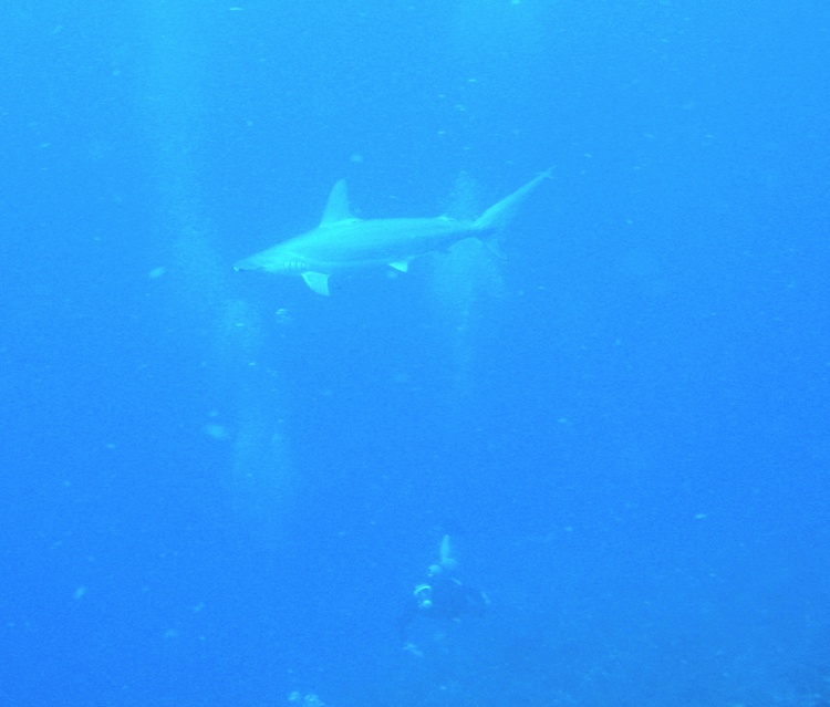 HAMMERHEAD SHARK