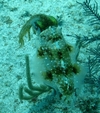 SQUID