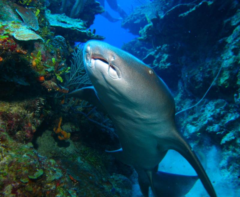 NURSE SHARK