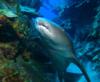 NURSE SHARK