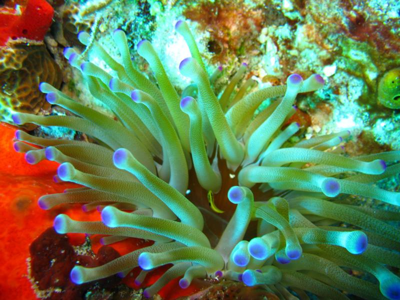 SEA ANEMONES