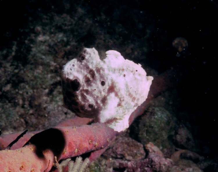 Frogfish from Bonaire trip -  Nov. 2007