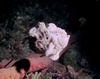 Frogfish from Bonaire trip -  Nov. 2007