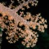 Fiji - soft coral