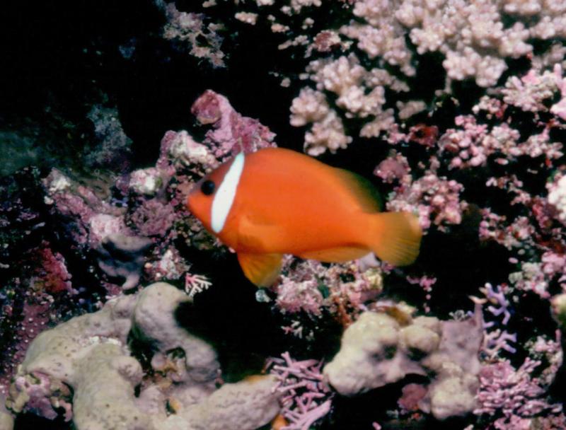 Fiji - Clowfish