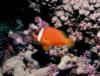 Fiji - Clowfish