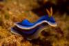 Fiji - Nudibranch