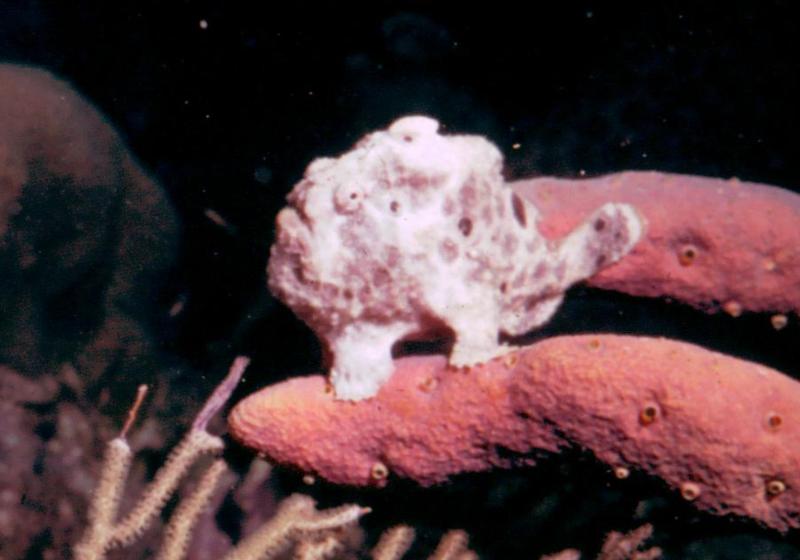 Frogfish