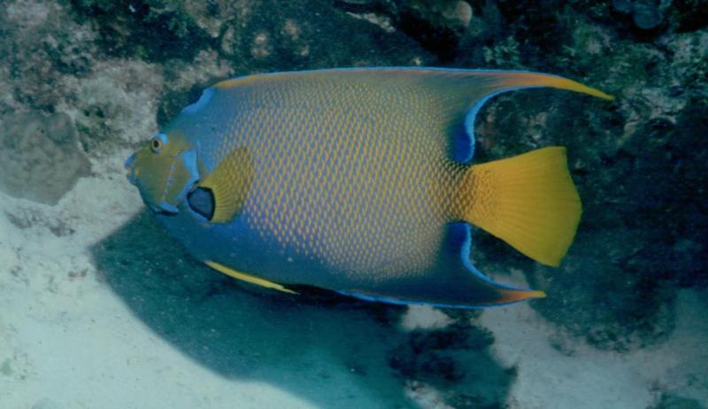 Queen Angelfish