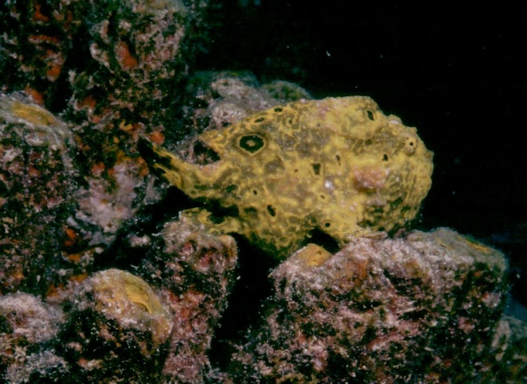 Ribbiting Frogfish