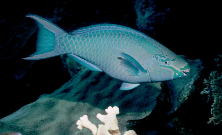 Queen Parrotfish