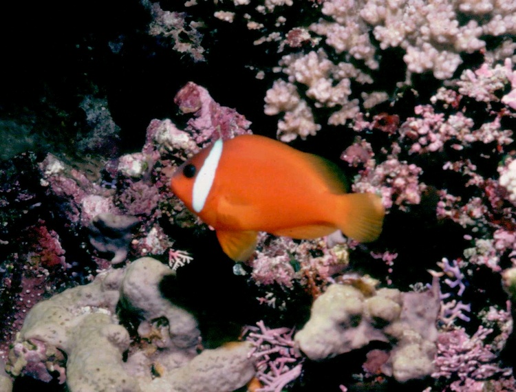 Clownfish - taken in Fiji