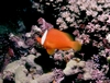 Clownfish - taken in Fiji