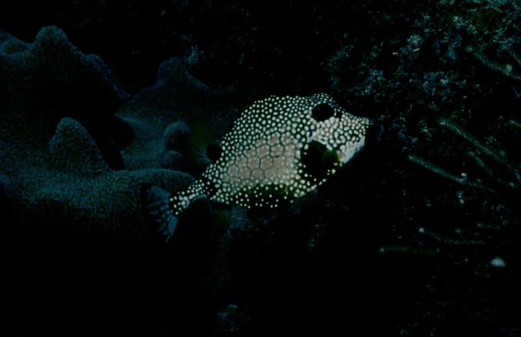 Smooth Trunkfish - taken in Fiji