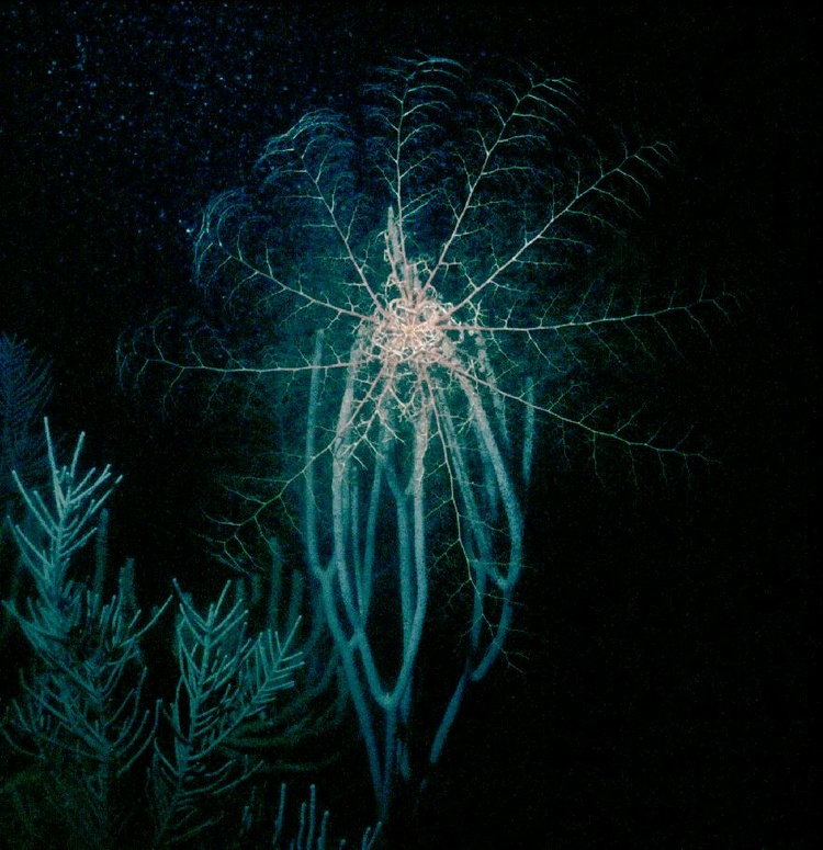 Basket Star on night dive in the Bahamas