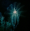Basket Star on night dive in the Bahamas