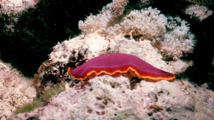 Nudibranch