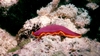 Nudibranch