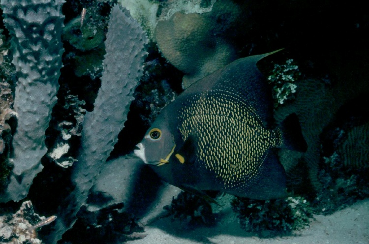 French Angelfish - Belize