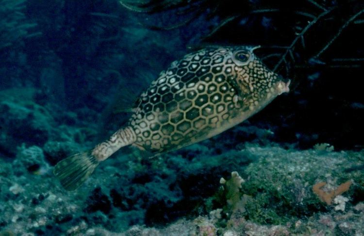 Honeycomb Cowfish - Belize