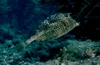 Honeycomb Cowfish - Belize