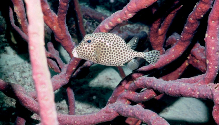 Smooth Trunkfish - Belize