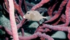 Smooth Trunkfish - Belize