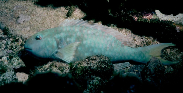 Blue Parrotfish - Bahamas