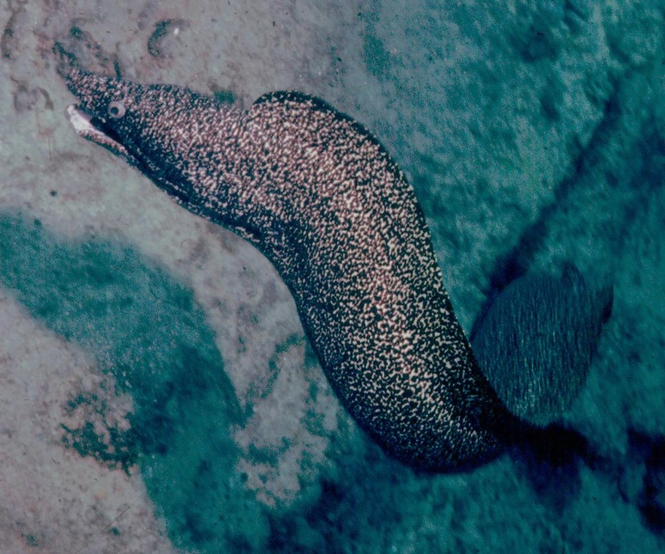 Spotted Eel - Bonaire