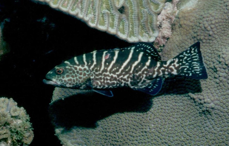 Comb Grouper - Bahamas