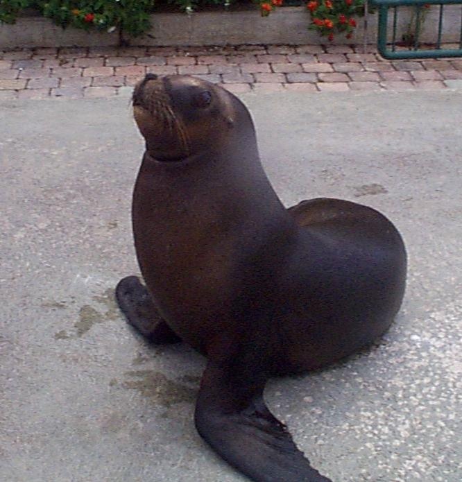 At the SeaQuarium on Curacao