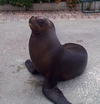 At the SeaQuarium on Curacao