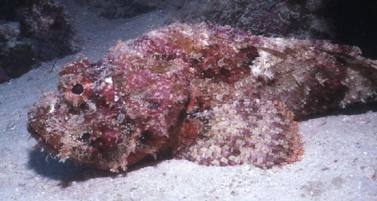 Scorpionfish - Bonaire