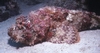 Scorpionfish - Bonaire