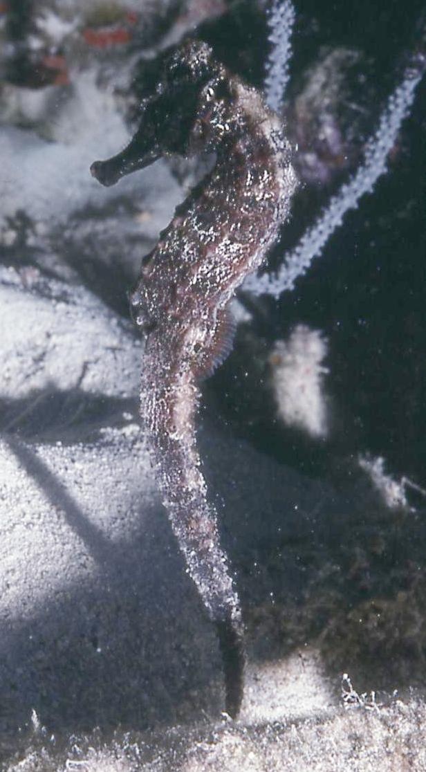 Seahorse - Bonaire