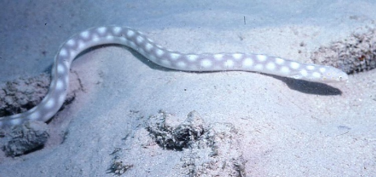 Sharptail eel - Bonaire