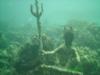 Neptune in Westpunt, Curacao - divemaiden