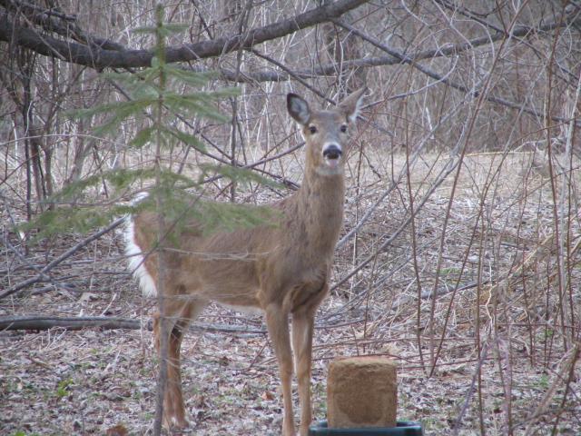 I’m not baiting (back yard friend)