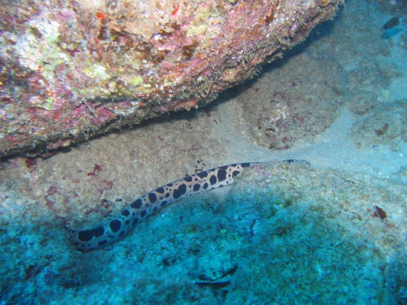 Rare tiger moray