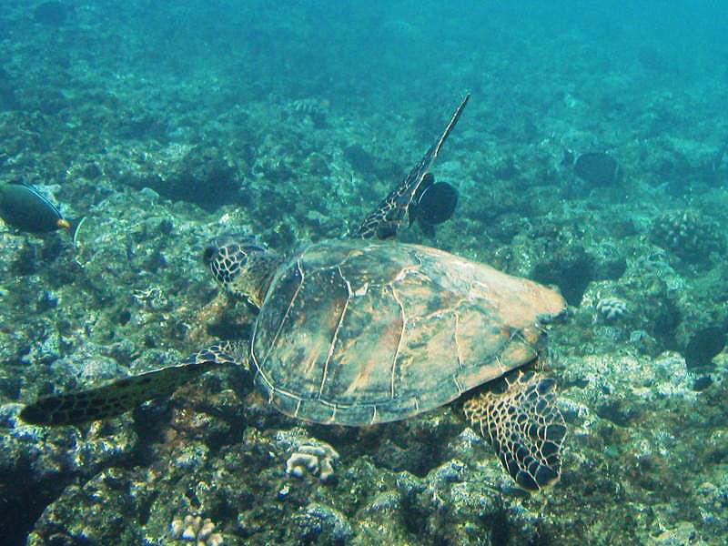 Kauai turtle