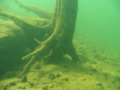 tree trunk Deering Lake NH