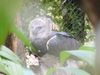 Harpy eagle