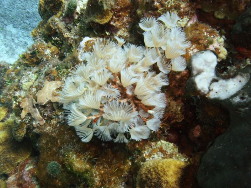 Feather duster colony