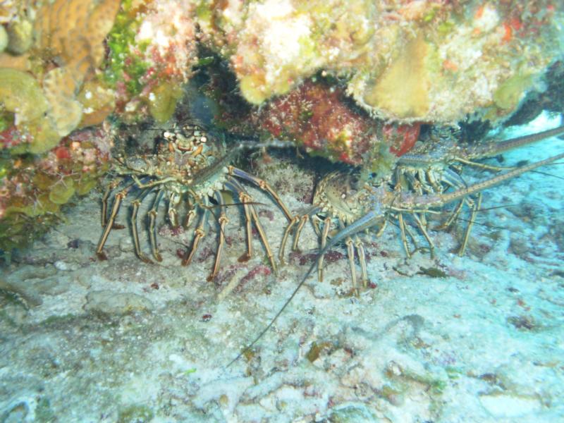 Spanish Lobsters at Palancar Gardens