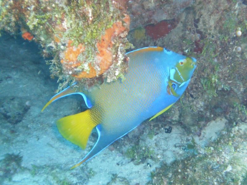 Angelfish at Palancar Gardens