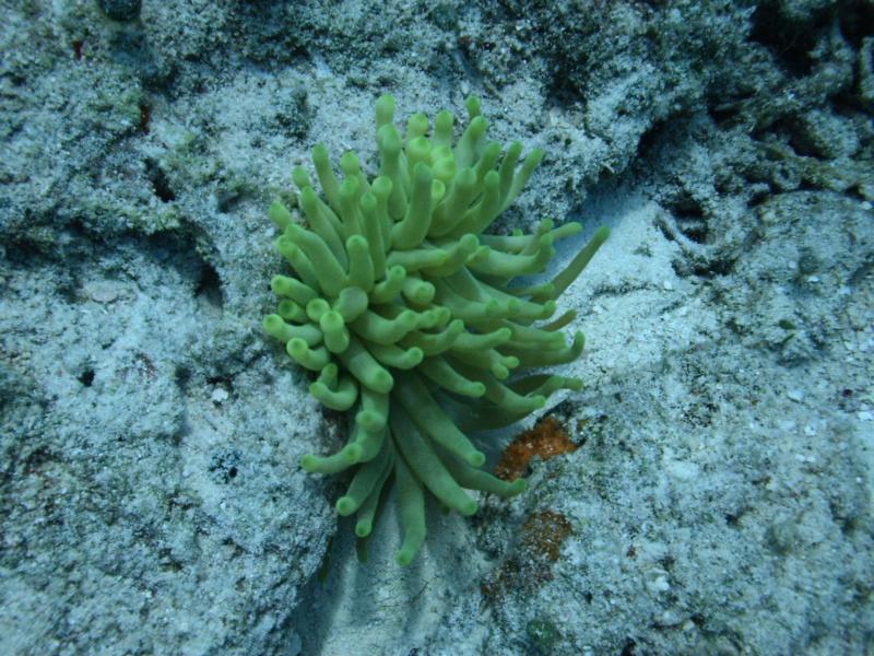 Green Bubble Tip Anemone