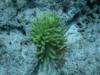 Green Bubble Tip Anemone