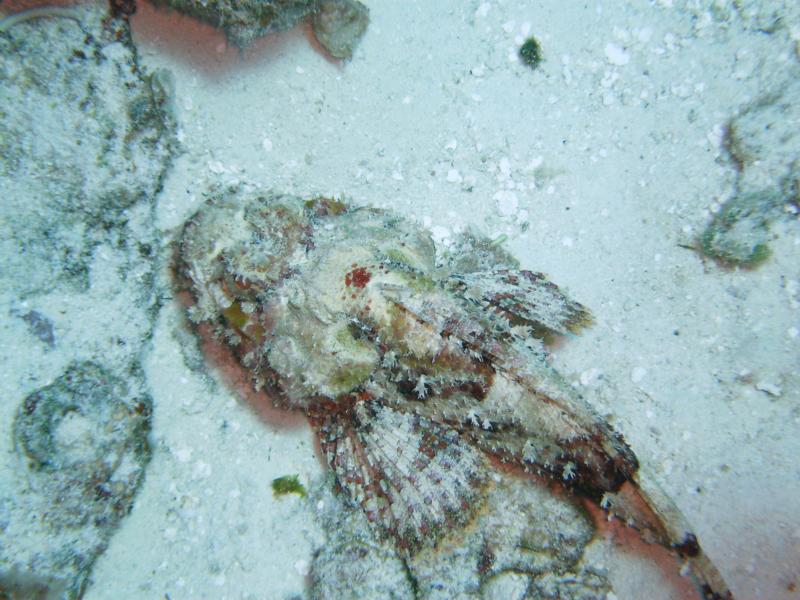 Toadfish at Palancar Gardens