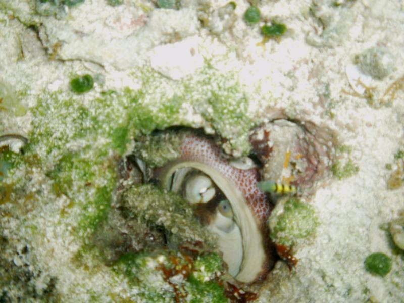 Octopus at Columbia Shallows