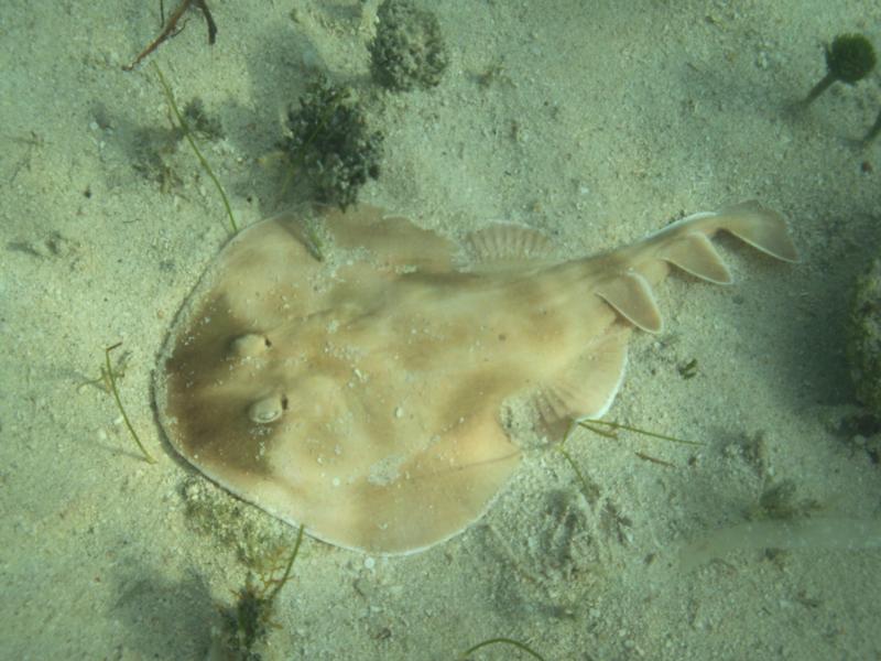 Angel shark